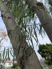 Acacia salicina
