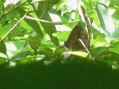 Morpho menelaus coeruleus