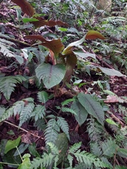 Heliconia reticulata
