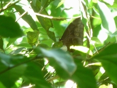 Morpho menelaus coeruleus