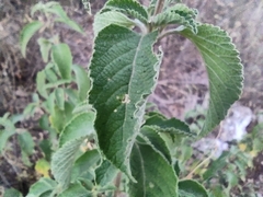 Lippia graveolens