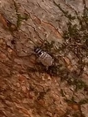 Teliapsocus conterminus