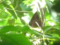 Morpho menelaus coeruleus