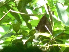 Morpho menelaus coeruleus