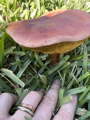 Boletus auripes