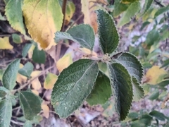 Lippia graveolens