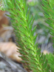 Petrosedum forsterianum