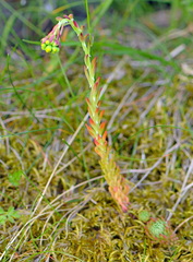 Petrosedum forsterianum