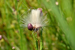 Baccharis juncea