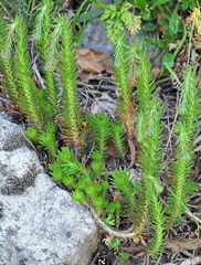 Petrosedum forsterianum