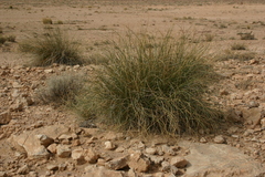 Macrochloa tenacissima