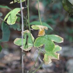 Passiflora affinis