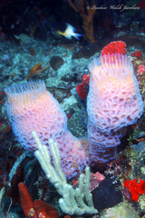 Stegastes partitus
