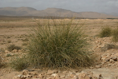 Macrochloa tenacissima