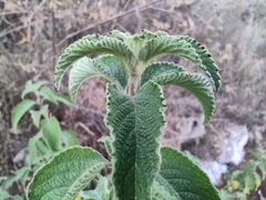 Lippia graveolens