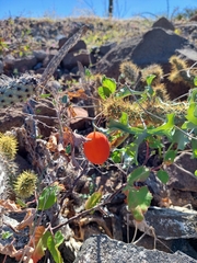Ibervillea sonorae