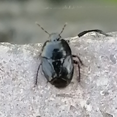 Macroscytus brunneus