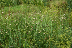Baccharis juncea