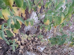 Lippia graveolens