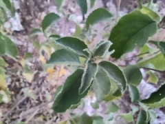 Lippia graveolens