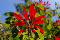 Euphorbia pulcherrima
