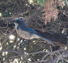 Aphelocoma californica