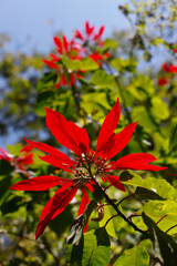 Euphorbia pulcherrima