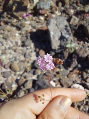 Boerhavia xantii