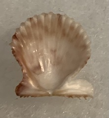 Lindapecten
