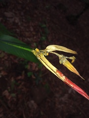 Heliconia psittacorum