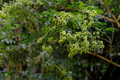 Montanoa bipinnatifida