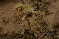 Carlina lanata
