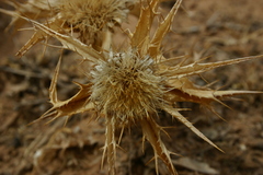 Carlina lanata