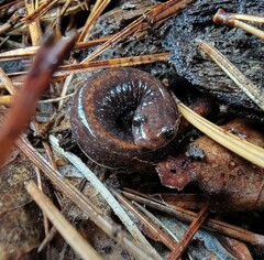Plethodon angusticlavius