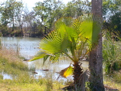 Washingtonia robusta