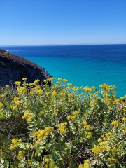 Coulterella capitata