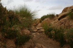 Deverra scoparia scoparia