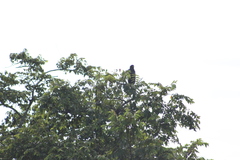 Buteogallus