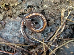 Plethodon angusticlavius