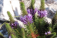 Merciera azurea