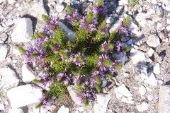 Merciera azurea