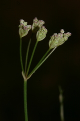 Deverra scoparia scoparia