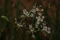 Deverra scoparia scoparia
