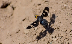Hyperalonia morio morio