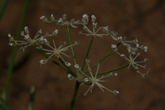 Deverra scoparia scoparia