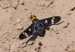 Hyperalonia morio morio