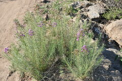 Vernonanthura nudiflora