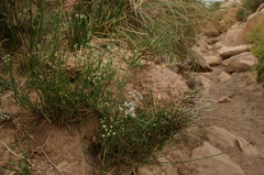 Deverra scoparia scoparia