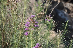 Vernonanthura nudiflora