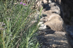 Vernonanthura nudiflora